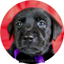 英国ラブラドールの子犬